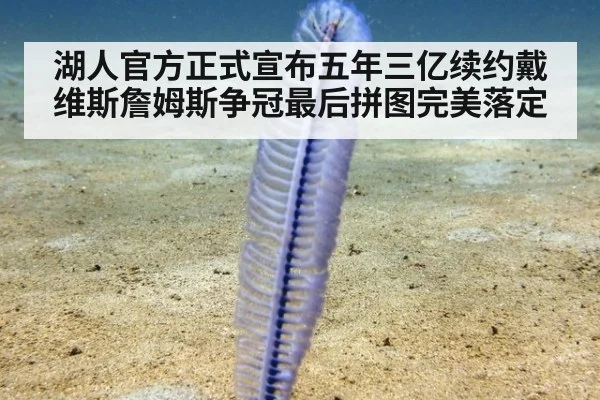湖人官方正式宣布五年三亿续约戴维斯詹姆斯争冠最后拼图完美落定